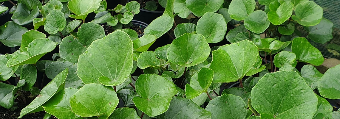 lig rukihia banner.jpg